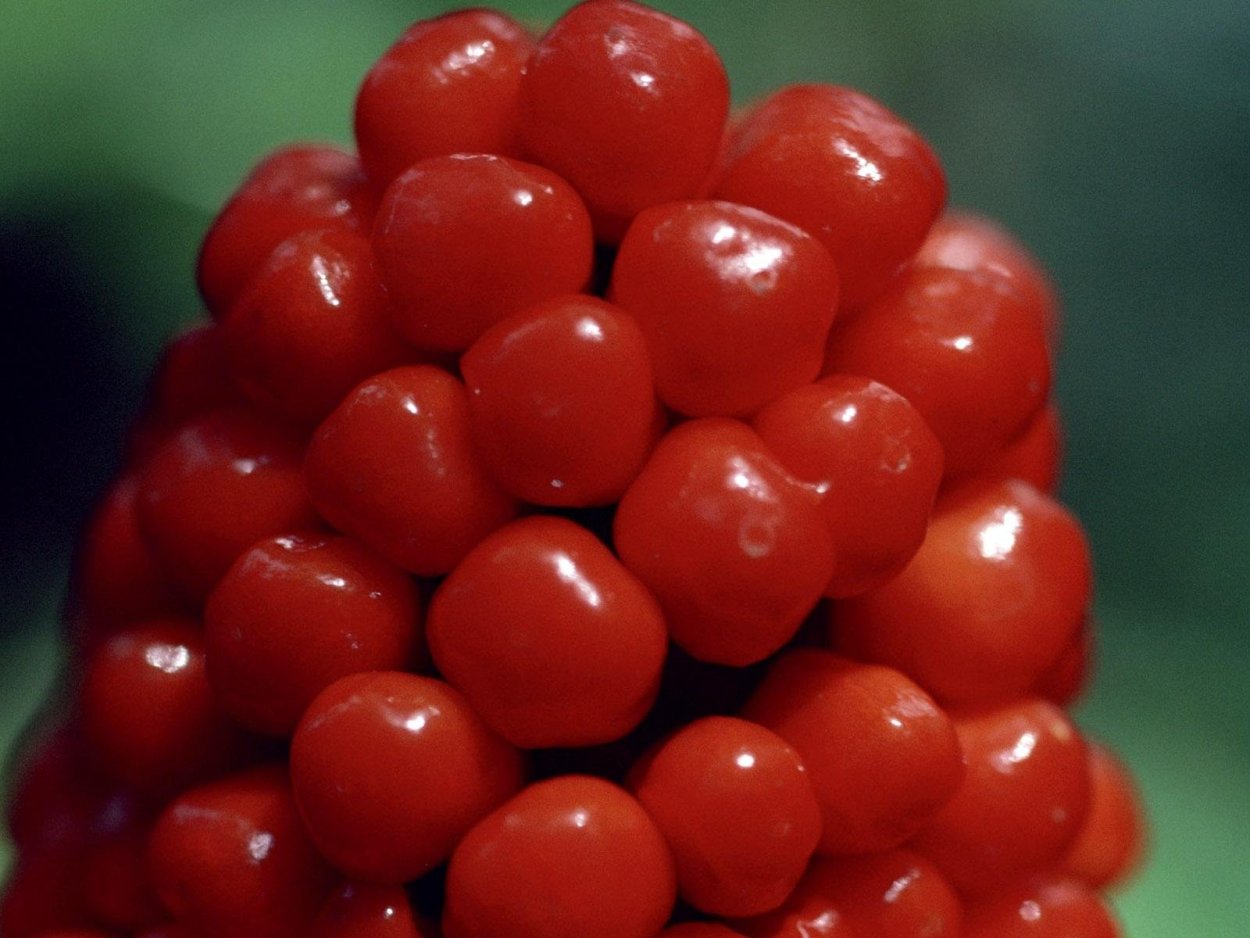 Красная круглая ягода