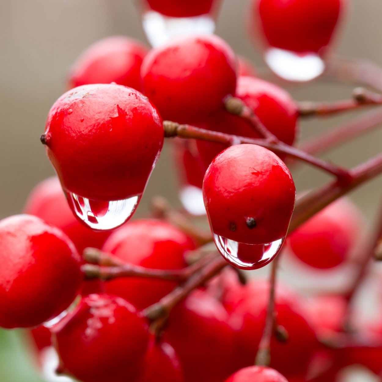 Капли на ягодах