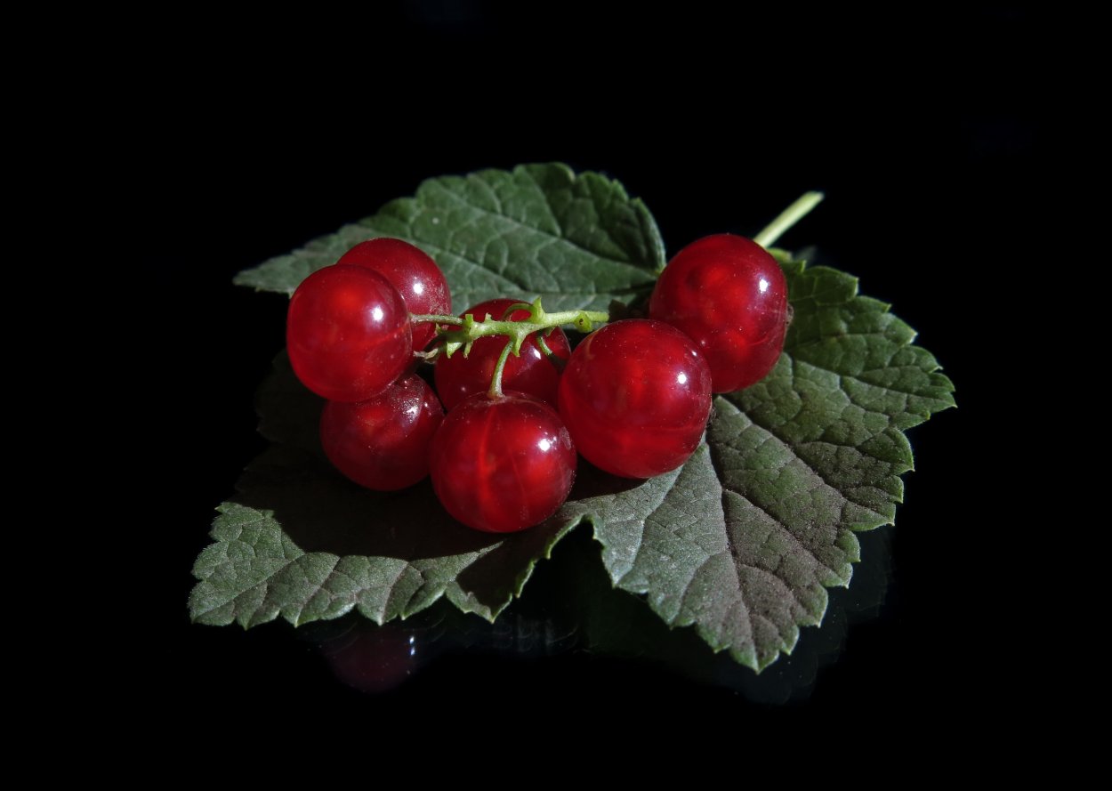 Красная смородина листья смородина