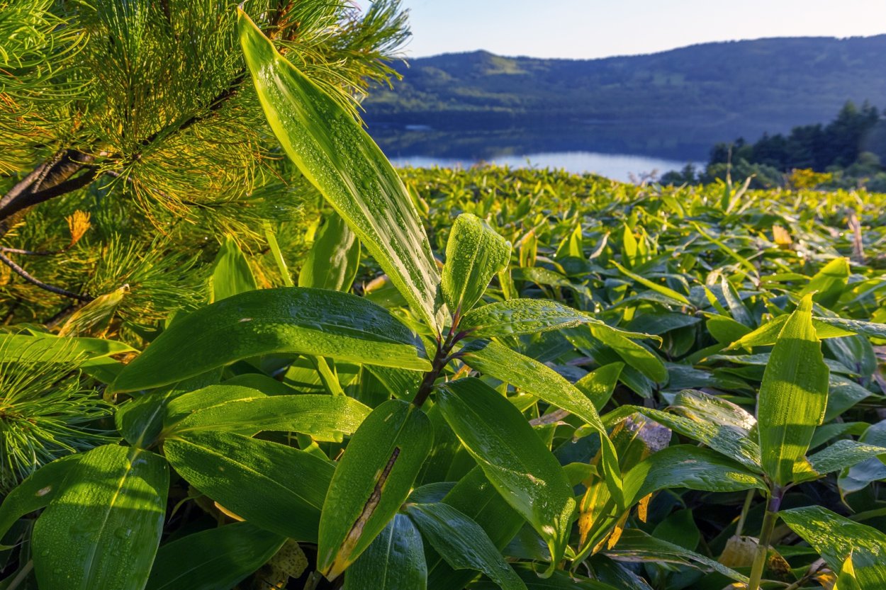 Бамбучник Курильский