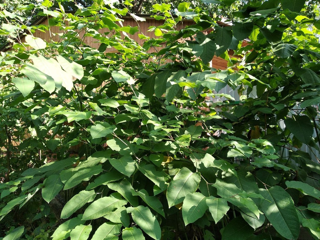 Горец Сахалинский бамбук