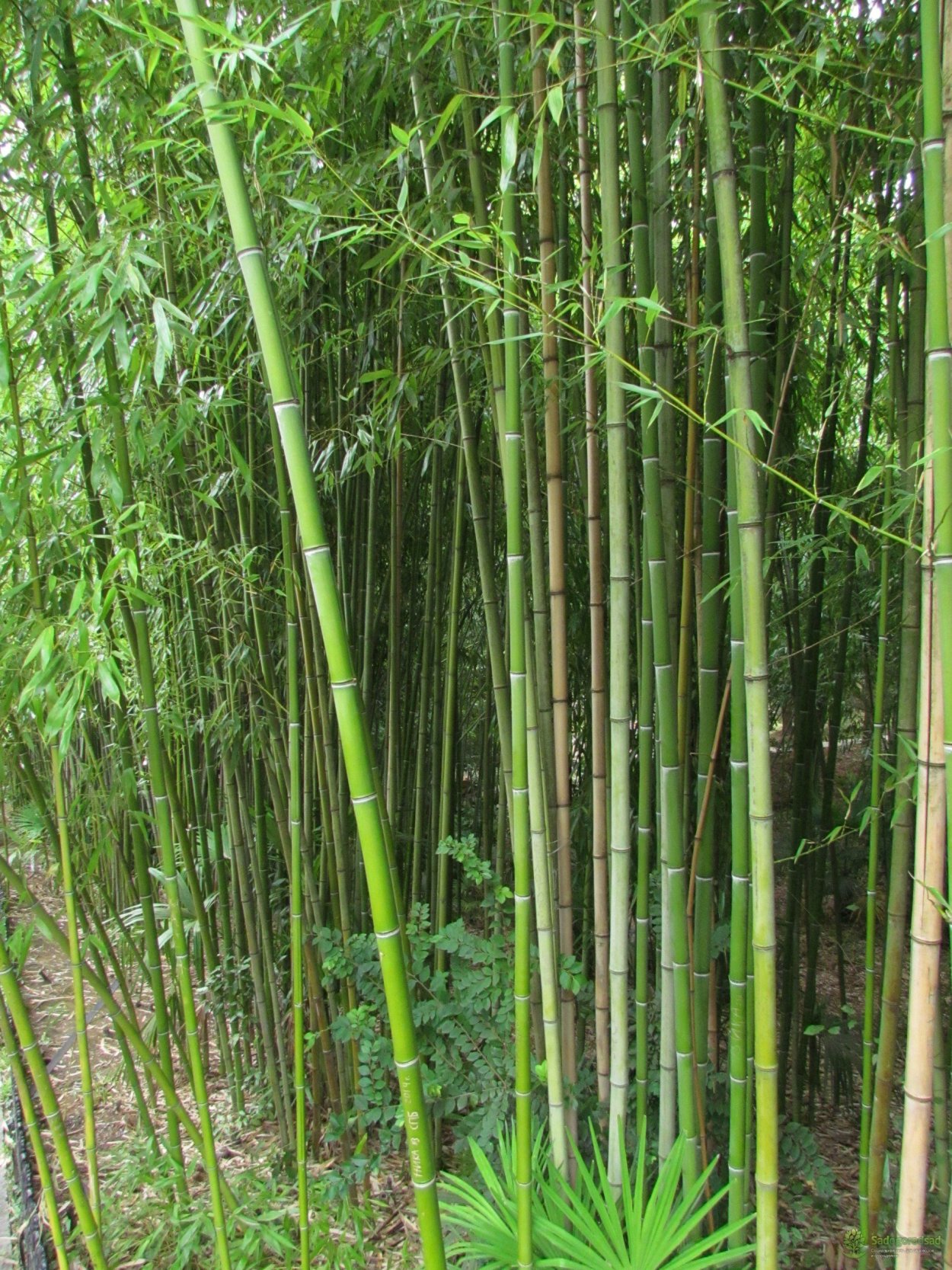 Горец Сибирский бамбук