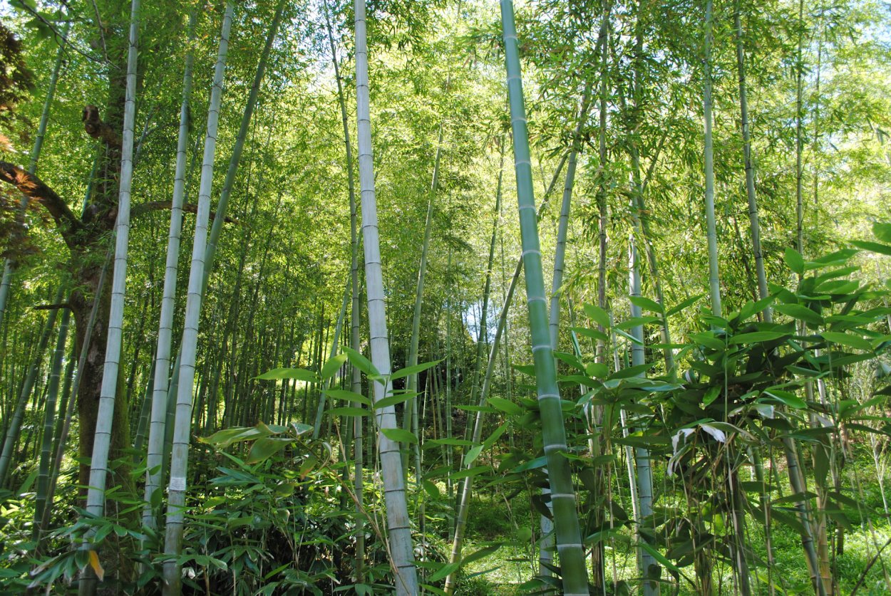 Бамбук на Сахалине