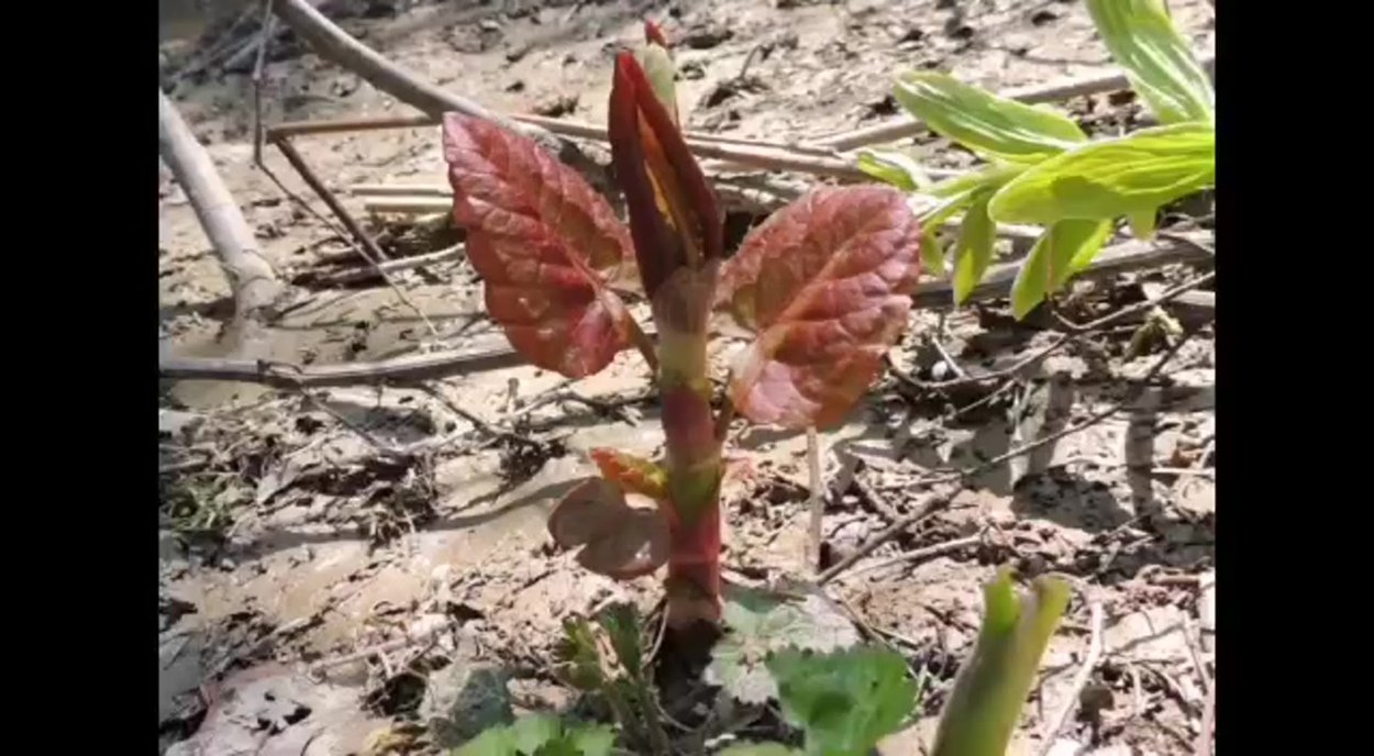 Рейнутрия Сахалинская гречиха Reynoutria