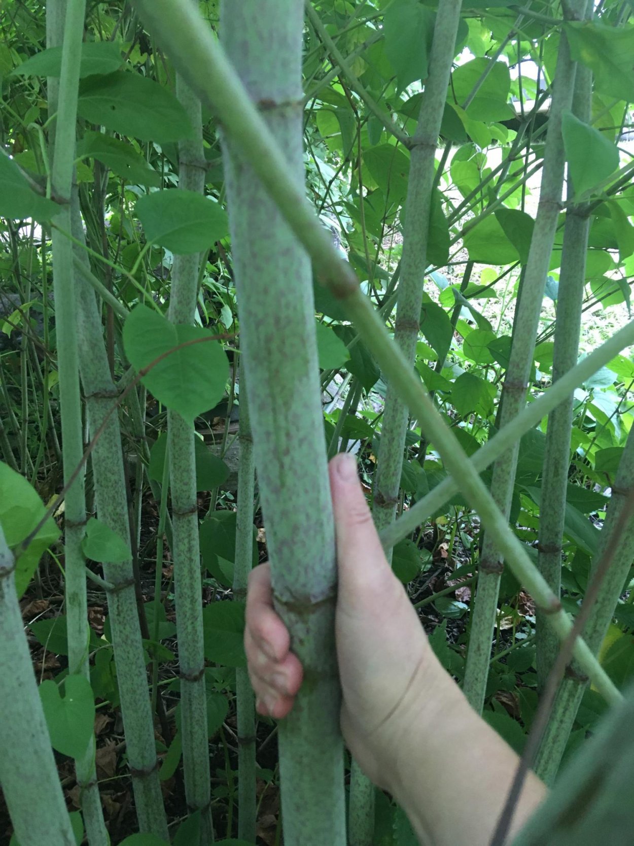 Горец Сахалинский бамбук