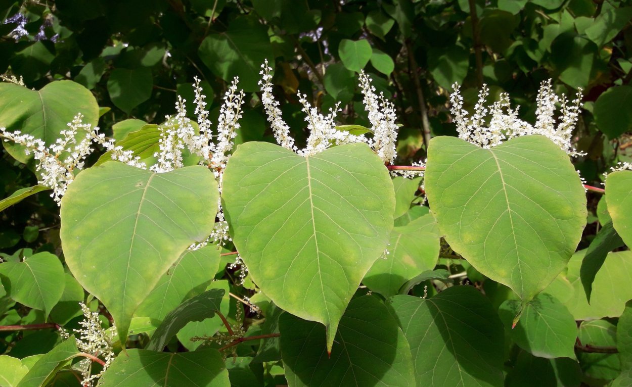 Рейнутрия Сахалинская - Reynoutria sachalinensis