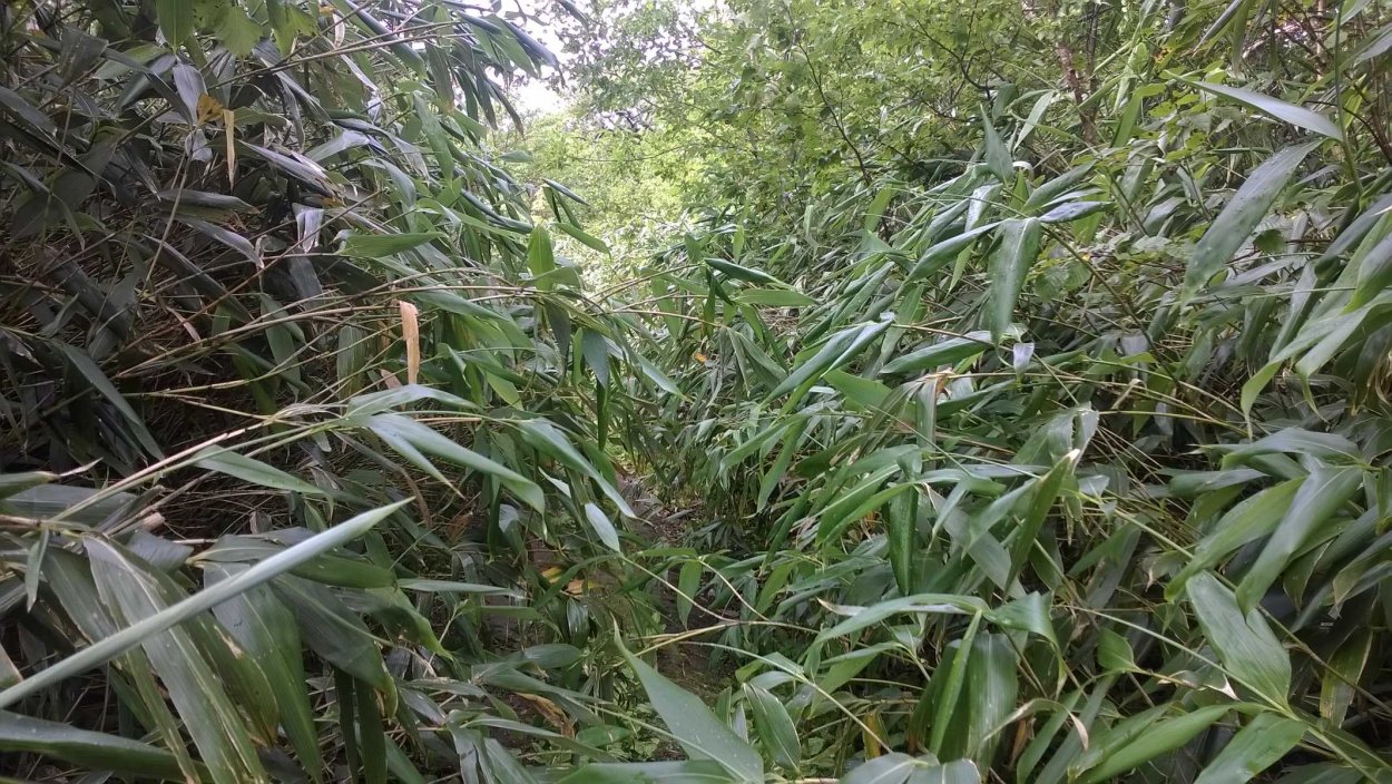 Бамбучник Курильский