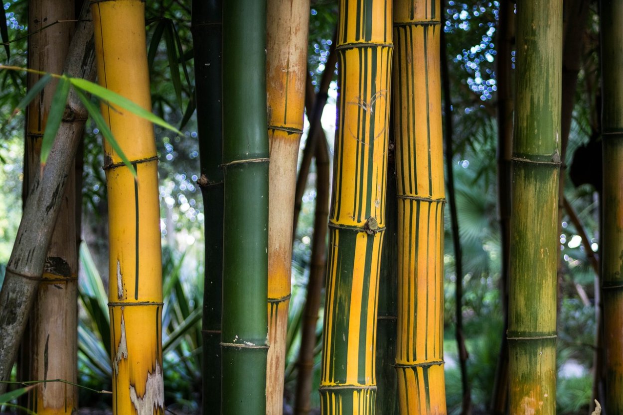 Phyllostachys Vivax