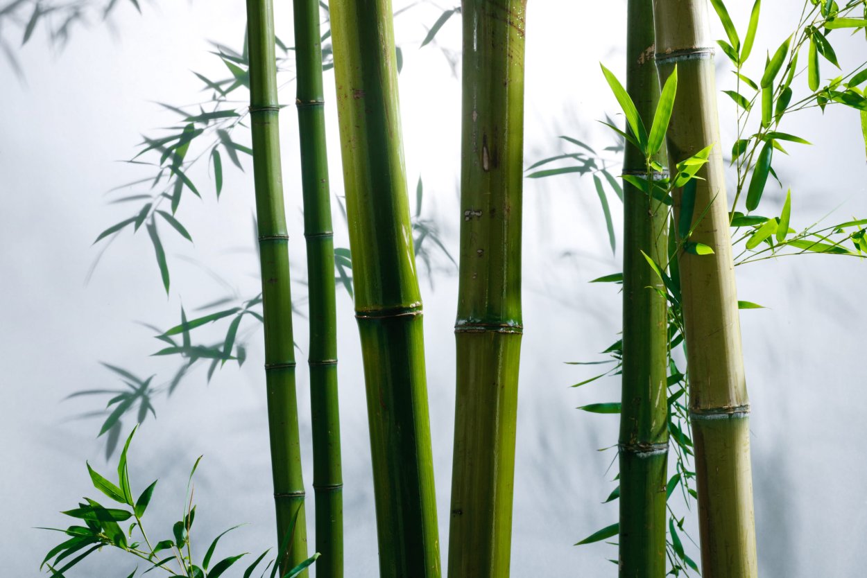"Bamboo" "Bamboo. Bamboo (LP)"