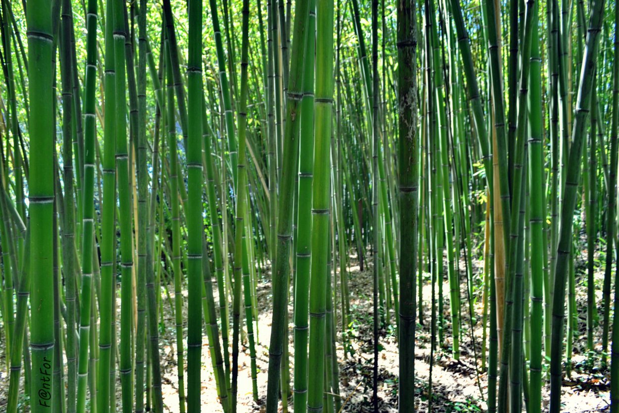 Бамбук СИЗО зеленый