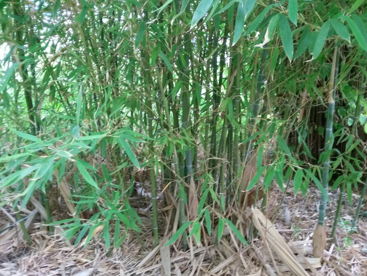 Бамбук золотистый Плейобластус