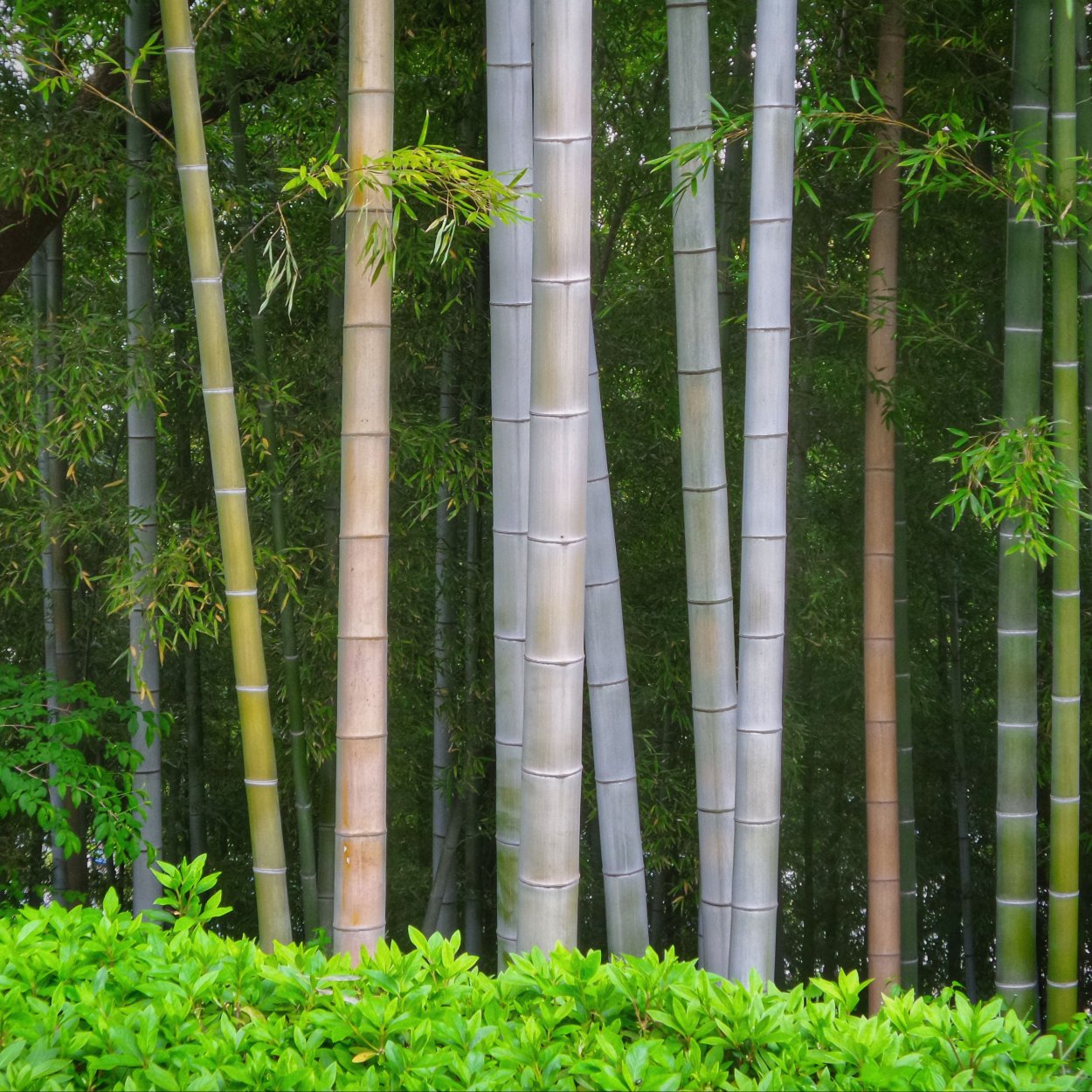 Бамбуковое дерево куст