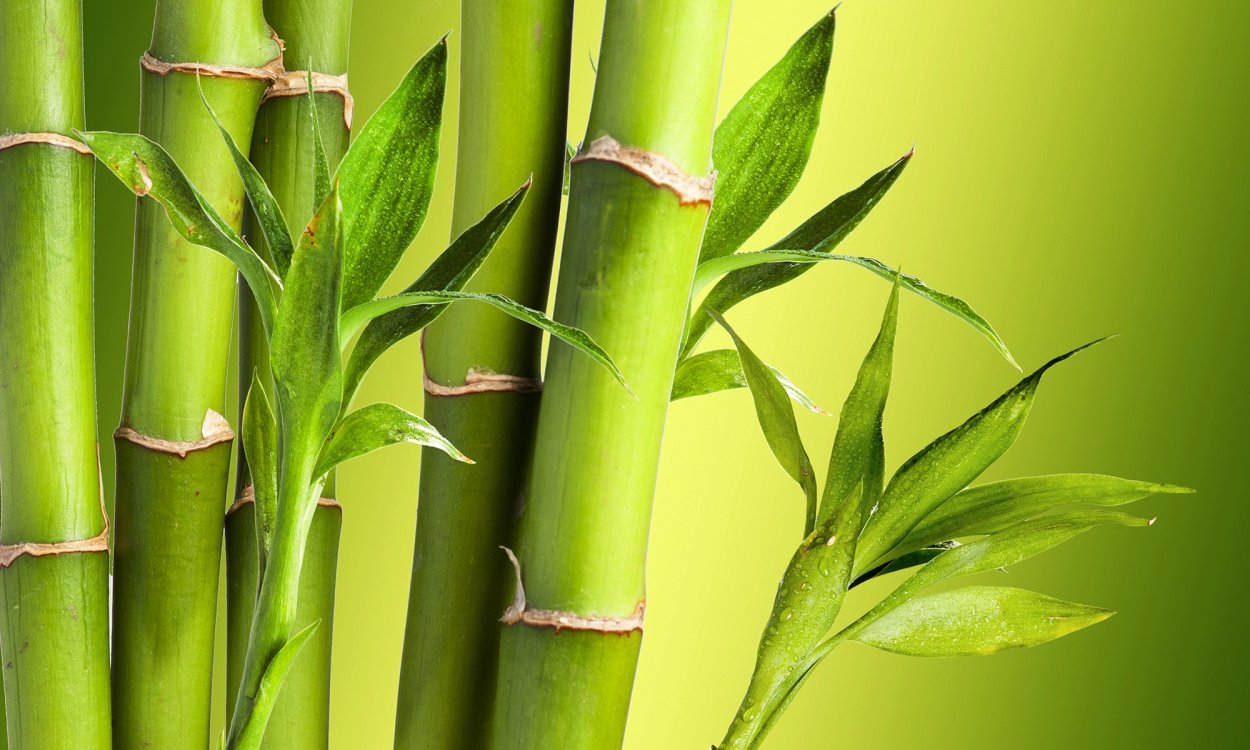 Ростки бамбука