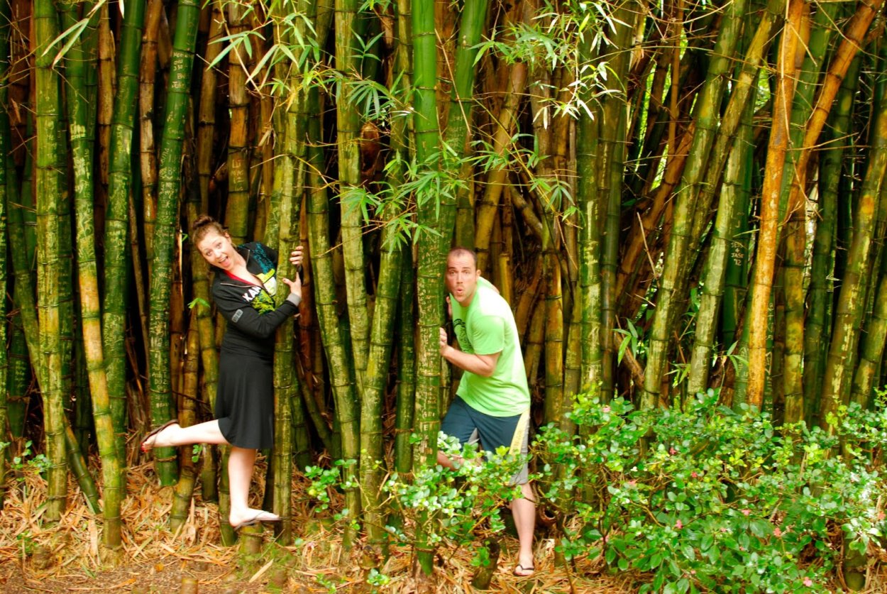 Бамбук Моника