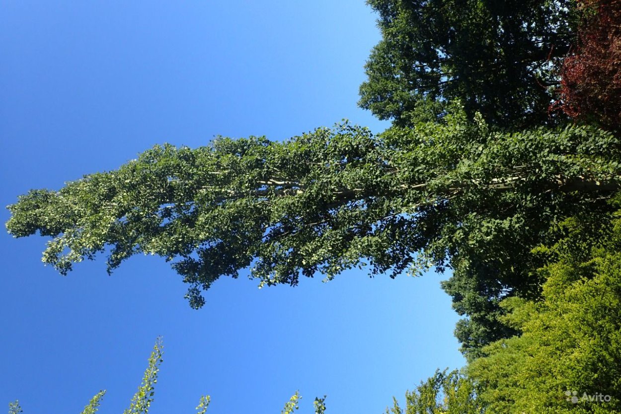 Дерево Максимовича Тополь