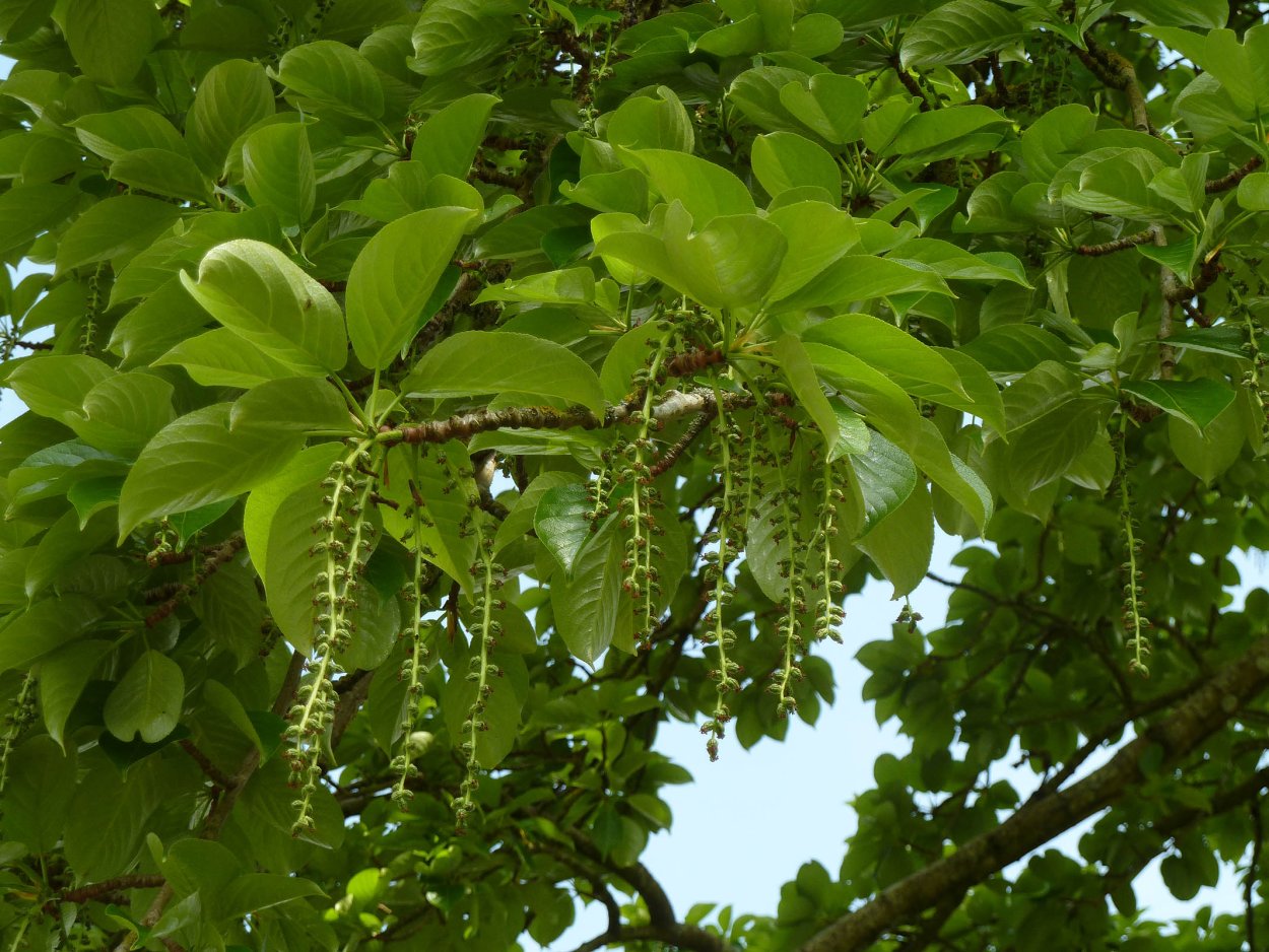 Тополь Максимовича