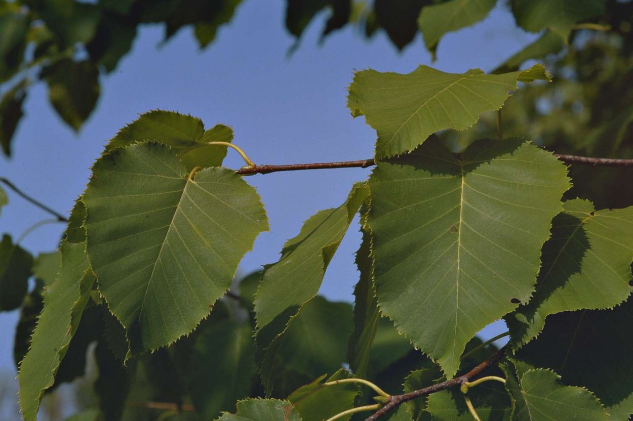 Береза Максимовича - Betula maximowicziana Regel.