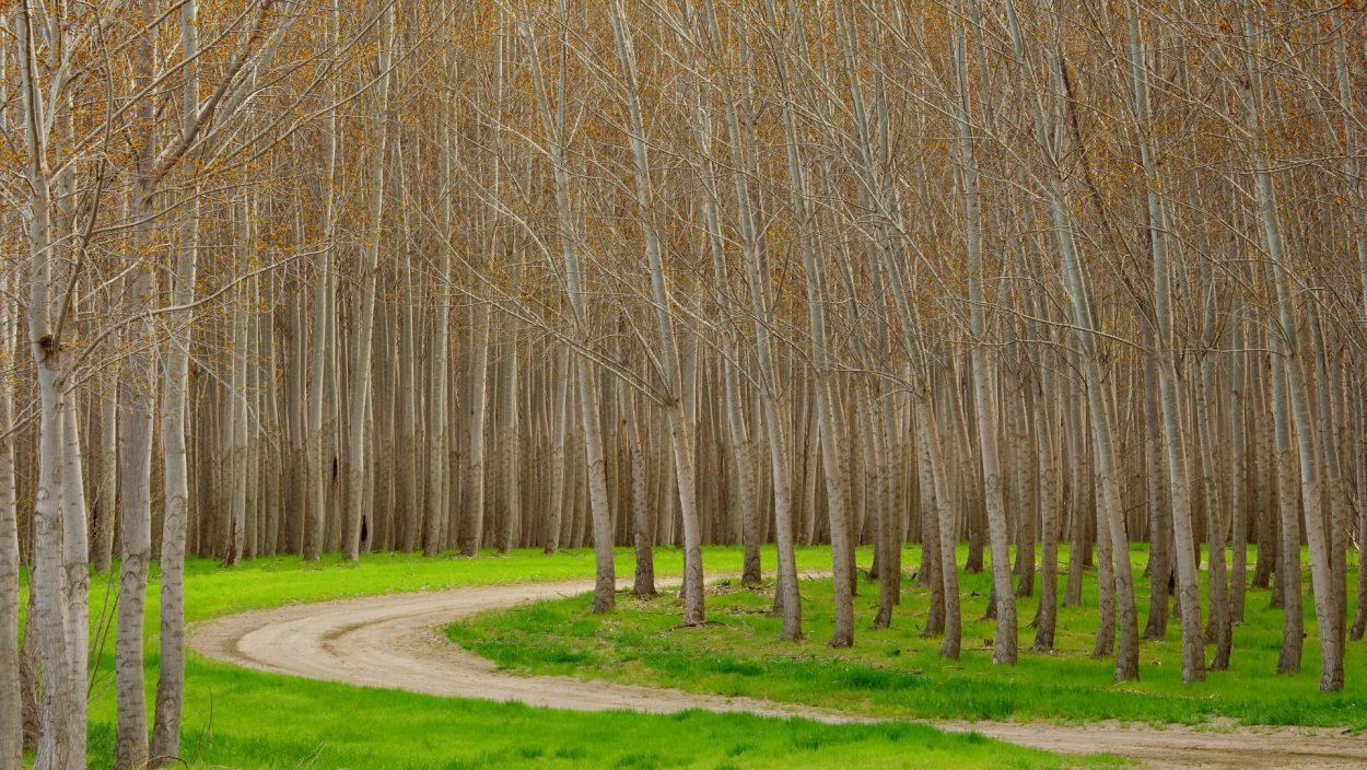 Тополь дерево роща