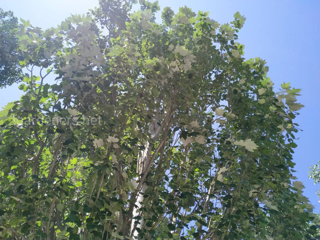 Тополь Юнаньский