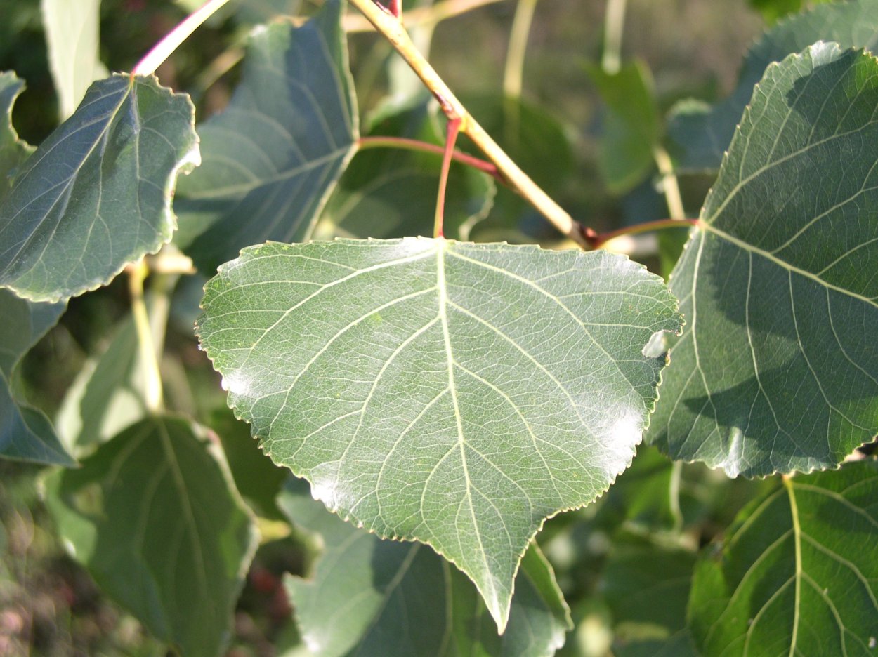 Тополь черный (осокорь) - Populus nigra (Linnaeus