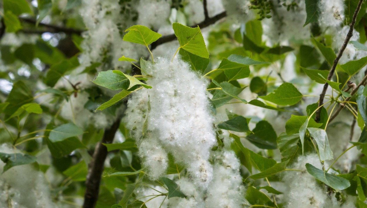 Семена пух тополя