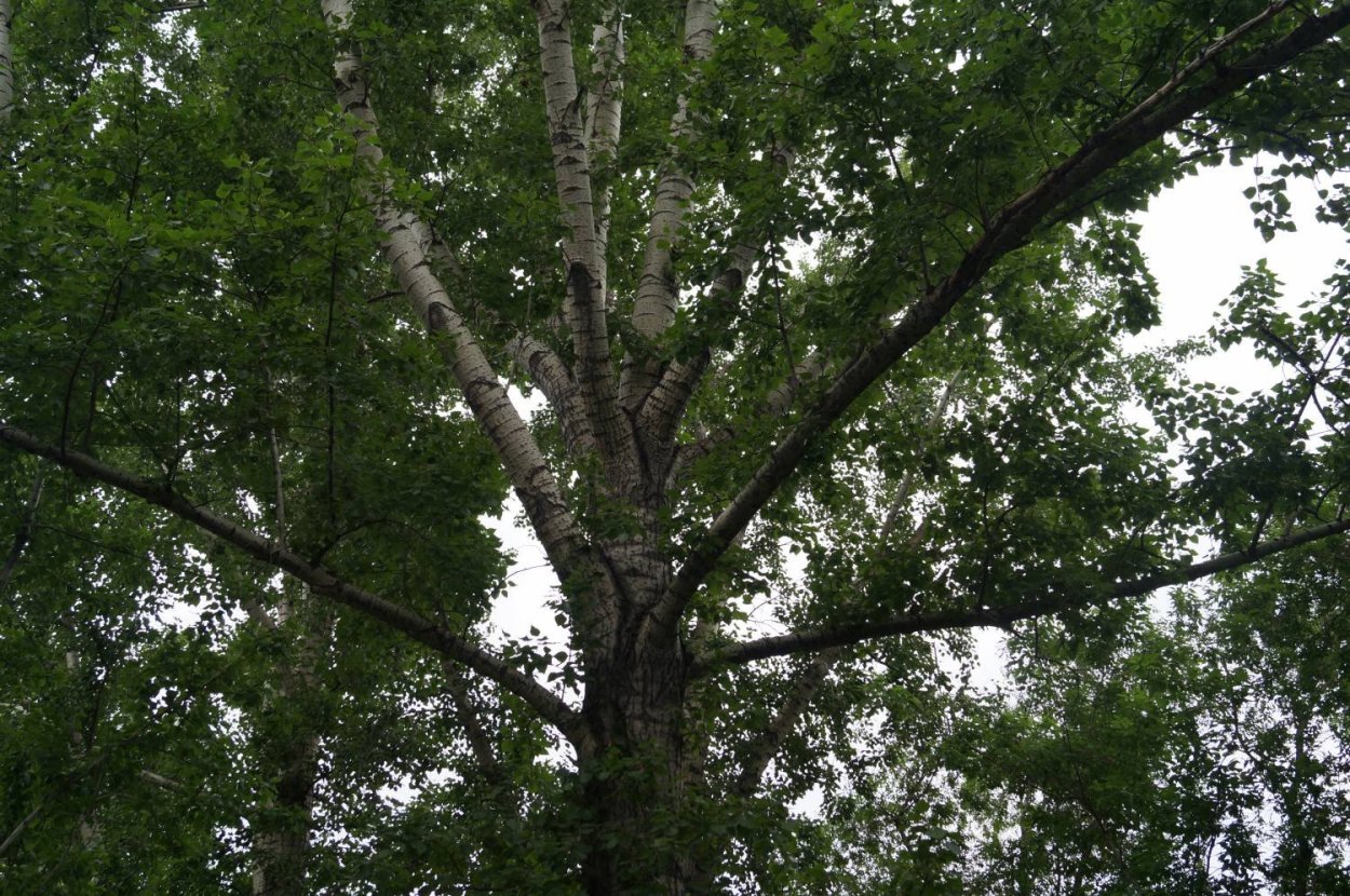 Тополь Виталий