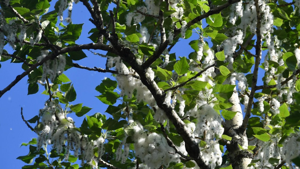 Цветение тополя