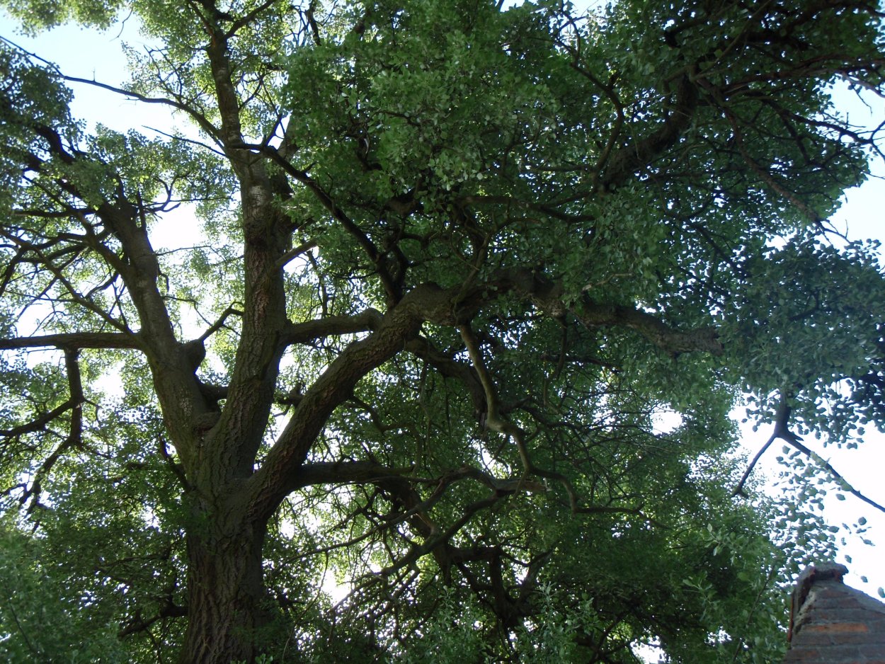 Тополь черный осокорь