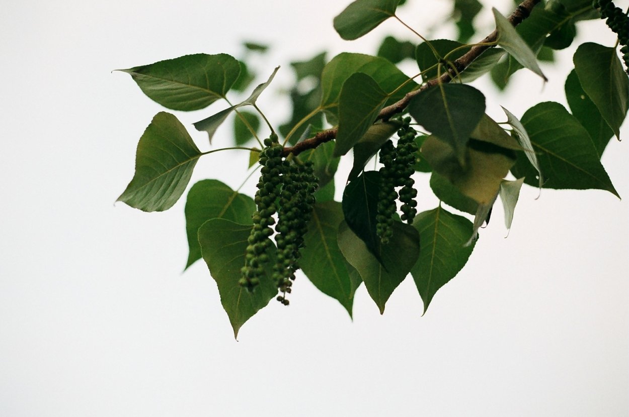 Тополь бальзамический