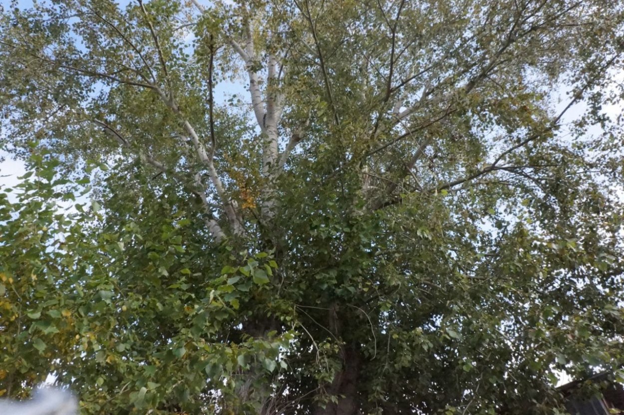 Тополь Максимовича (Populus maximowiczii)