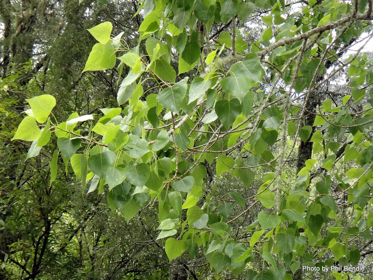 Тополь осиновидный