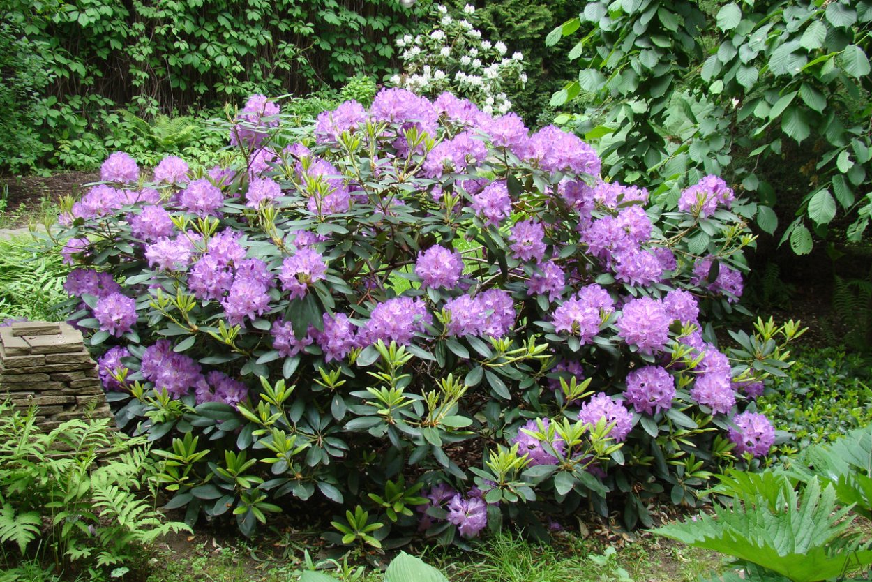 Рододендрон кватенбийский