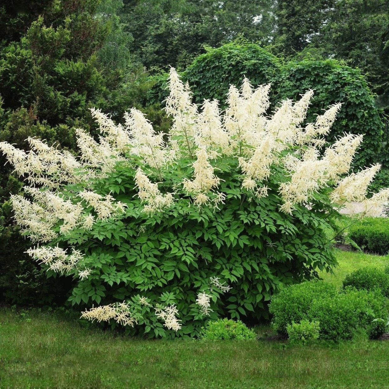 Волжанка китайская Zweiweltenkind