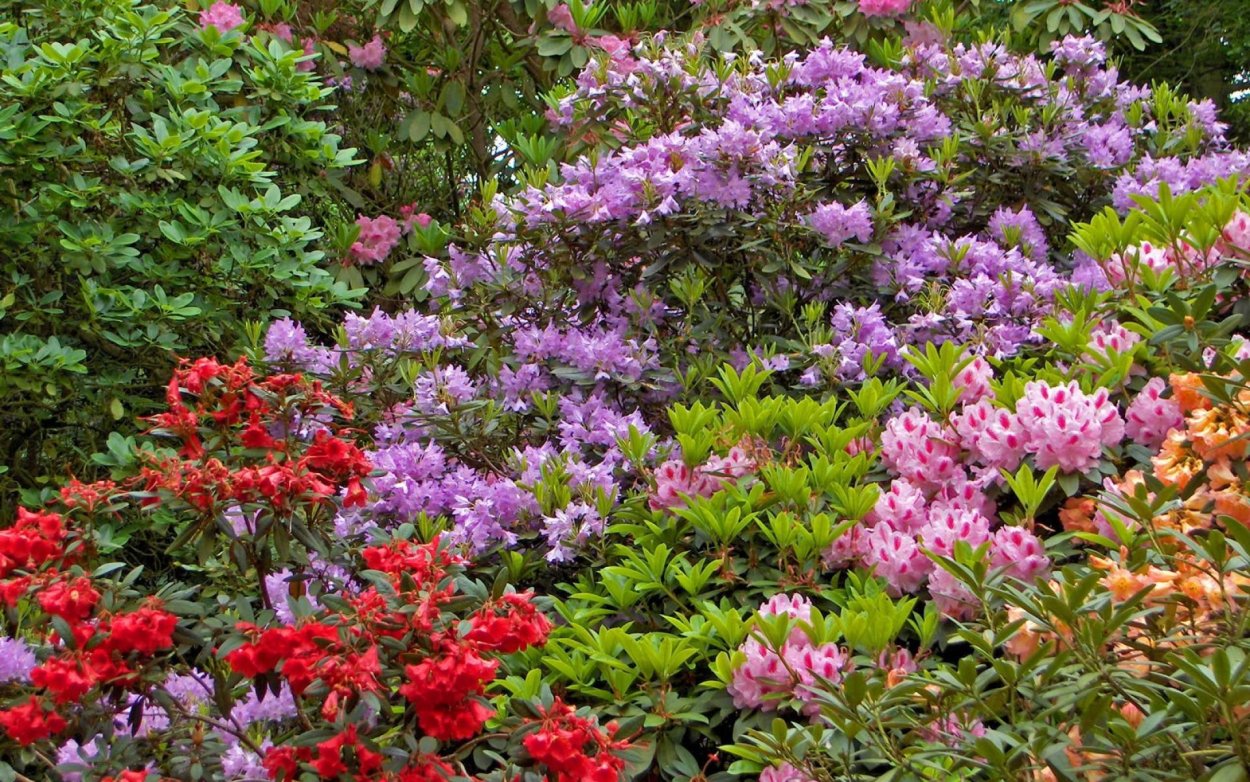 Рододендрон кустарник