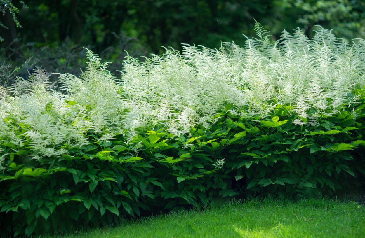 Волжанка Арункус обыкновенная