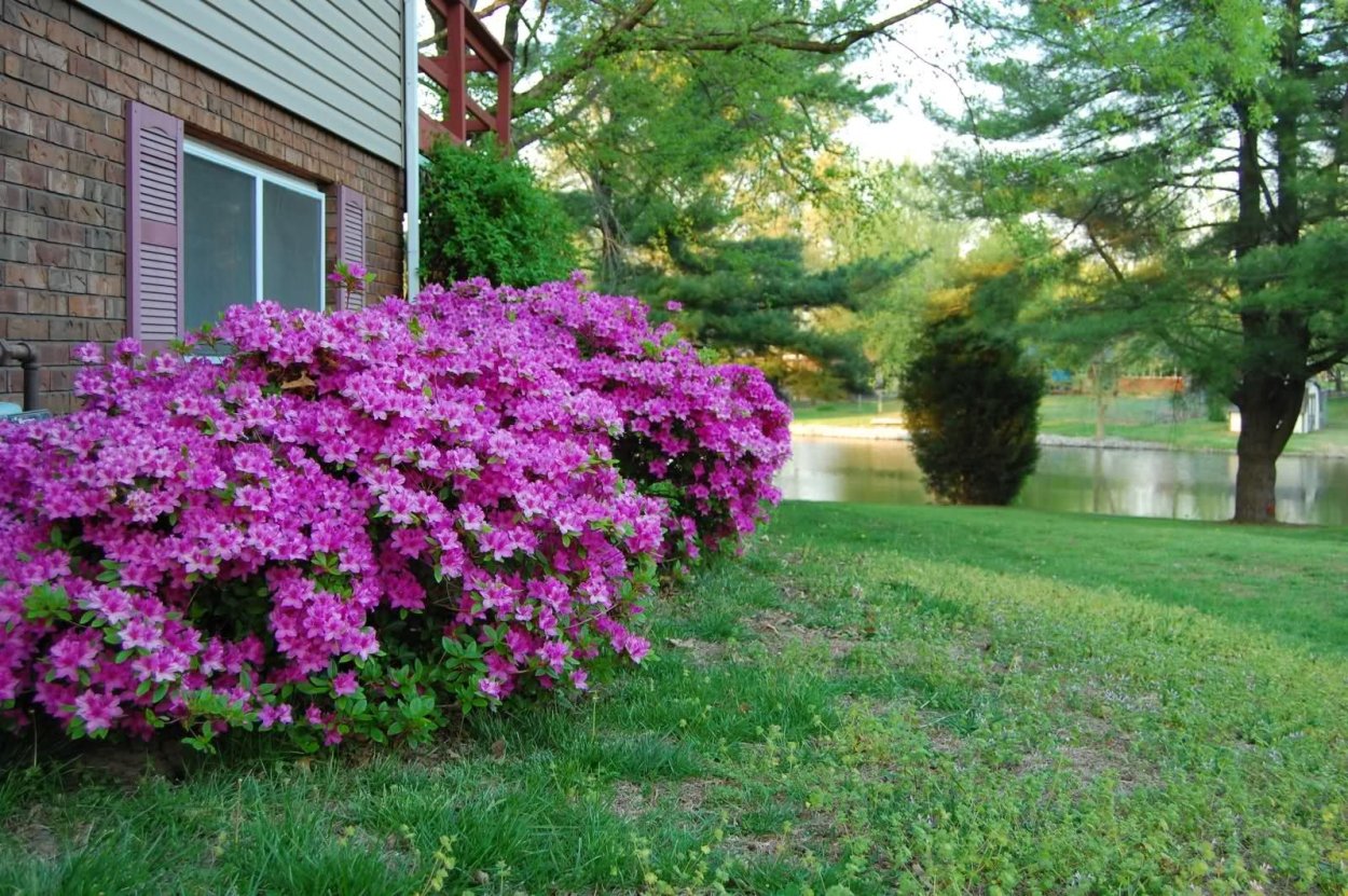 Рододендрон спирея