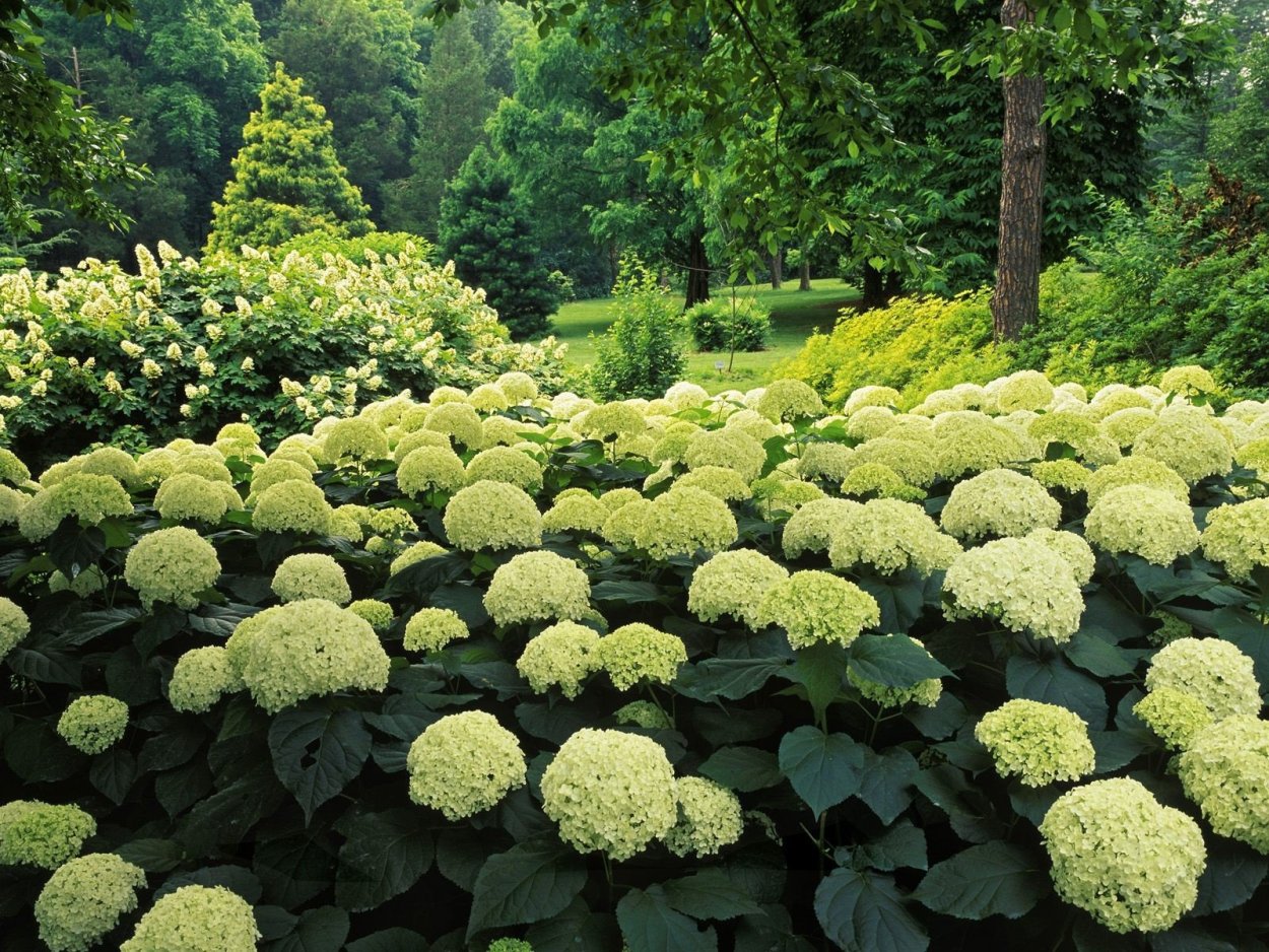 Гортензия древовидная зеленая