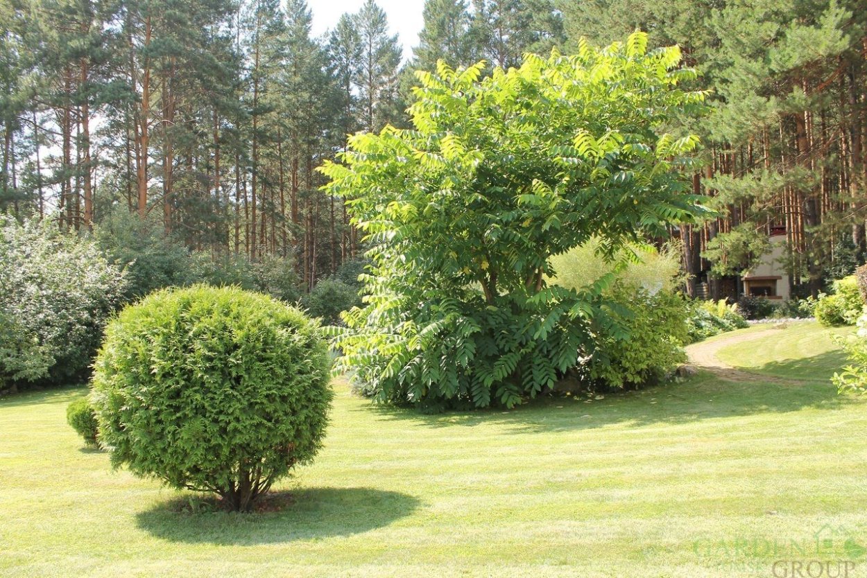 Вечнозеленые листопадные кустарники и деревья