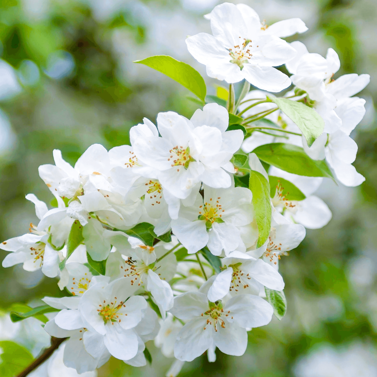 Яркая Весна Spring Bride Crabapple махровая белая яблоня