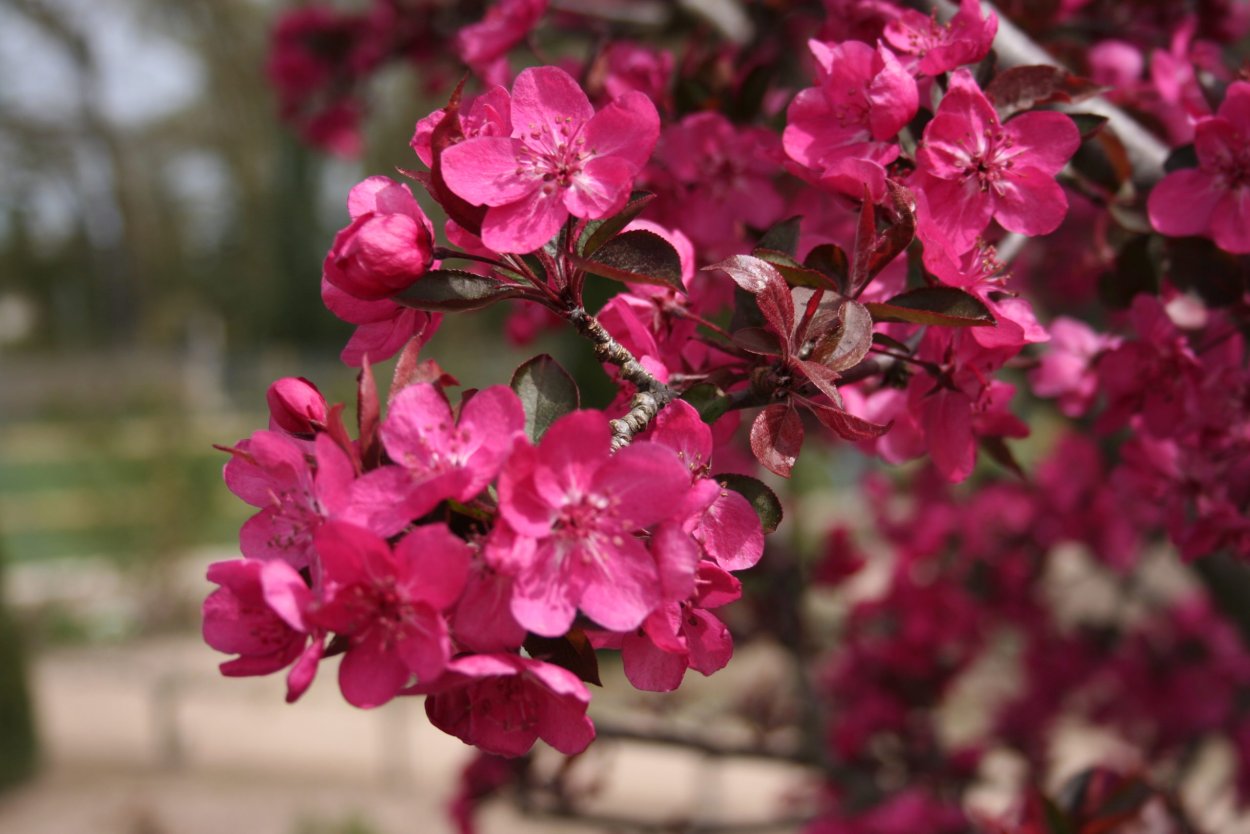 Яблоня "роялти" - Malus "Royalty"