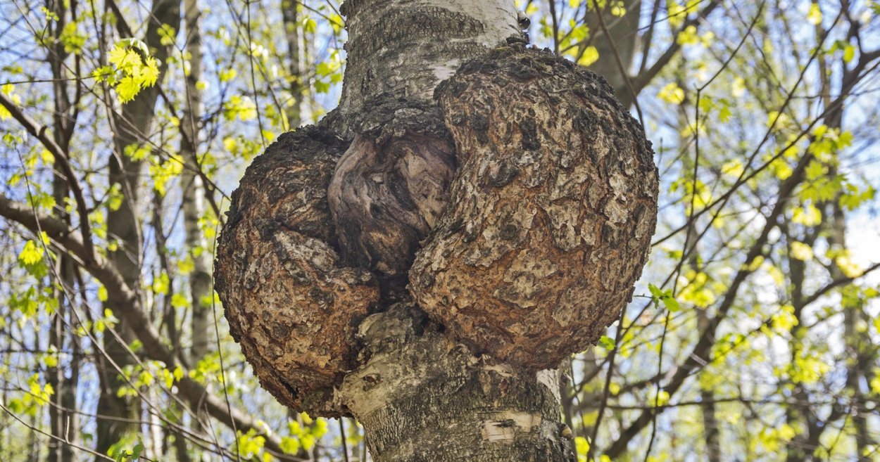 Наросты на ветках березы