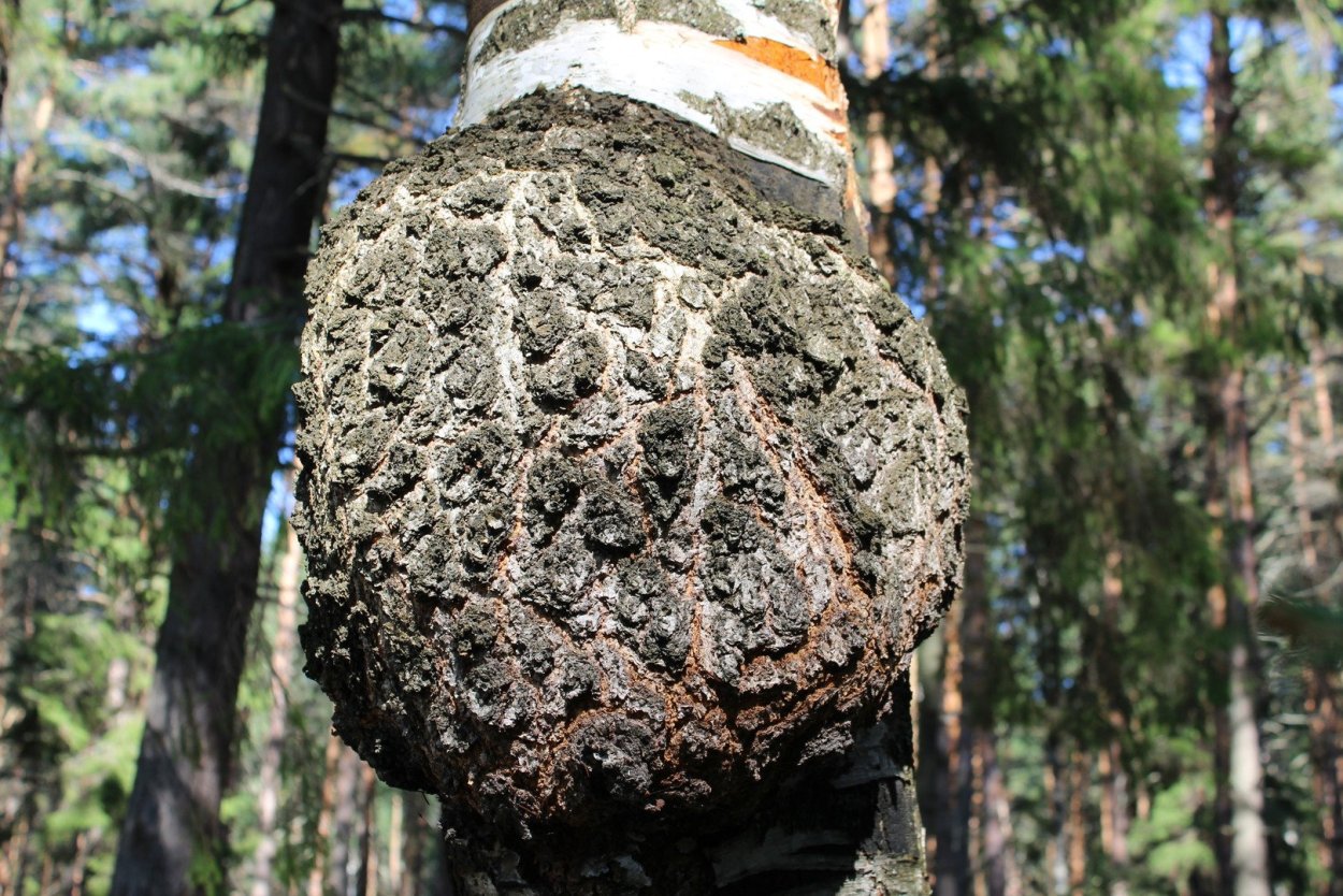 Капа нарост на дереве