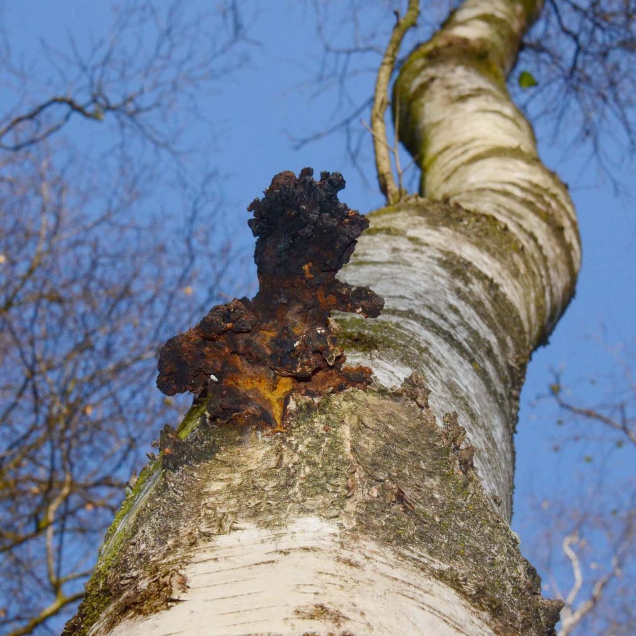 Гриб на дереве чага