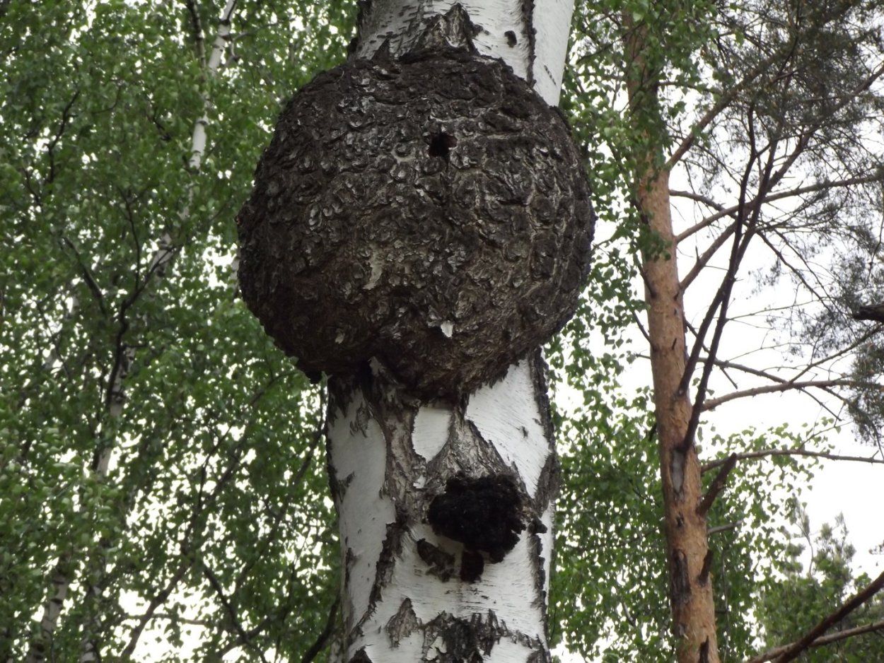 Береза фото