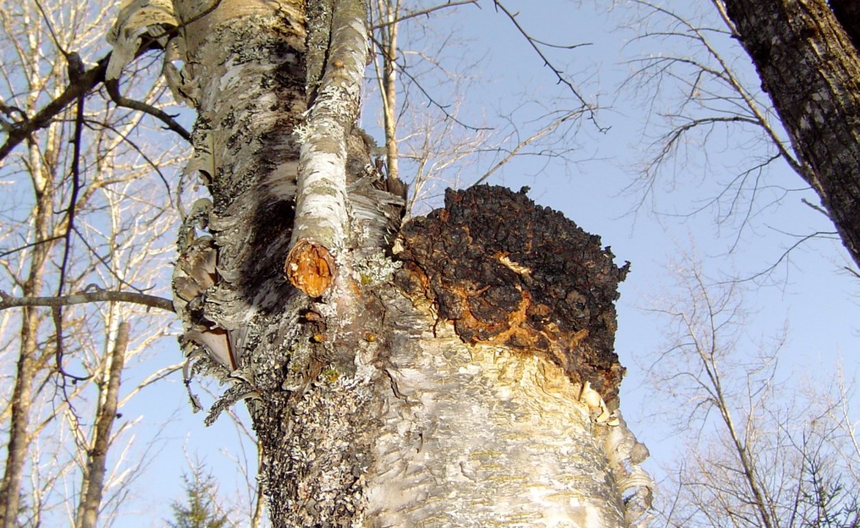 Нарост на Березе чага