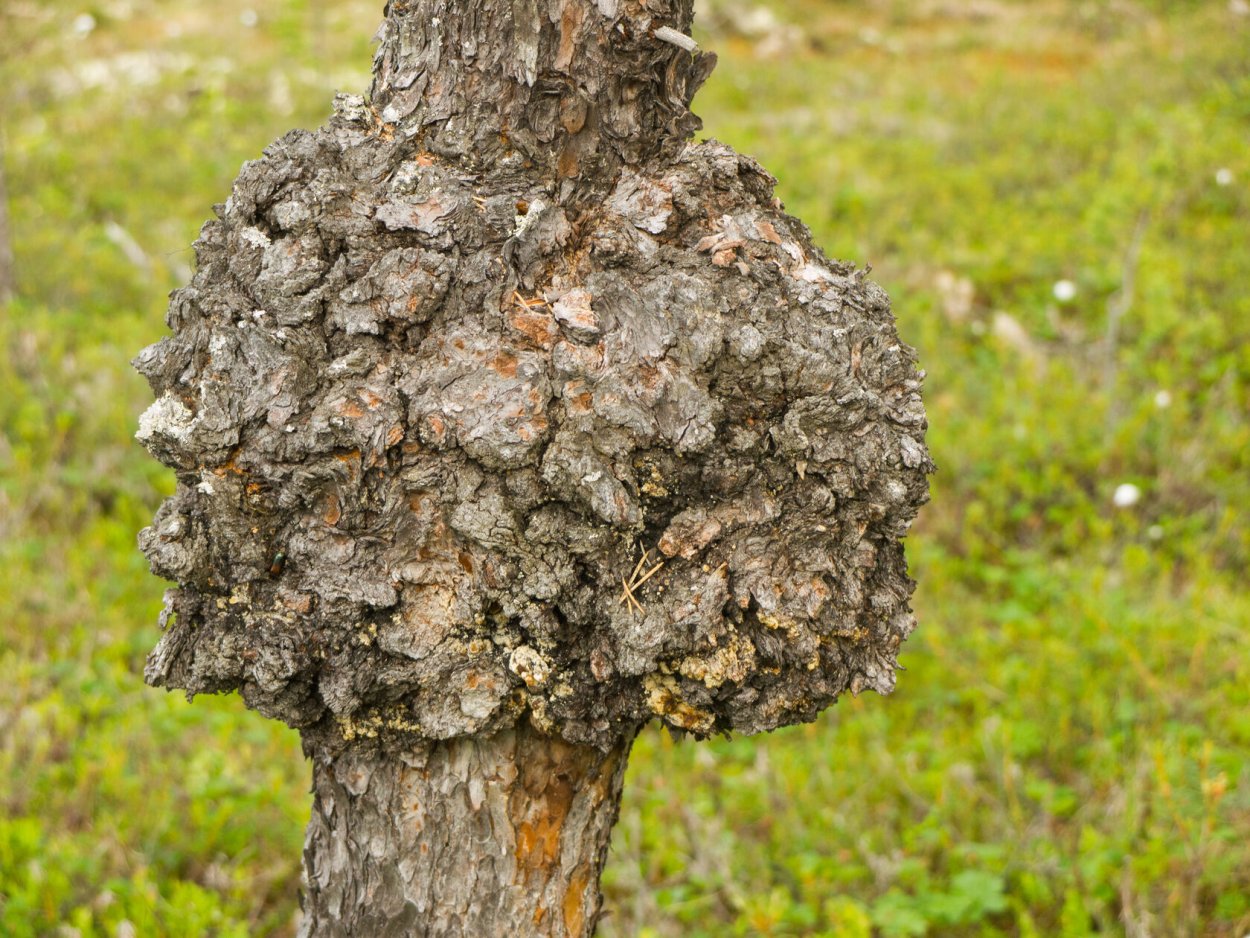 Наросты на стволах деревьев осины