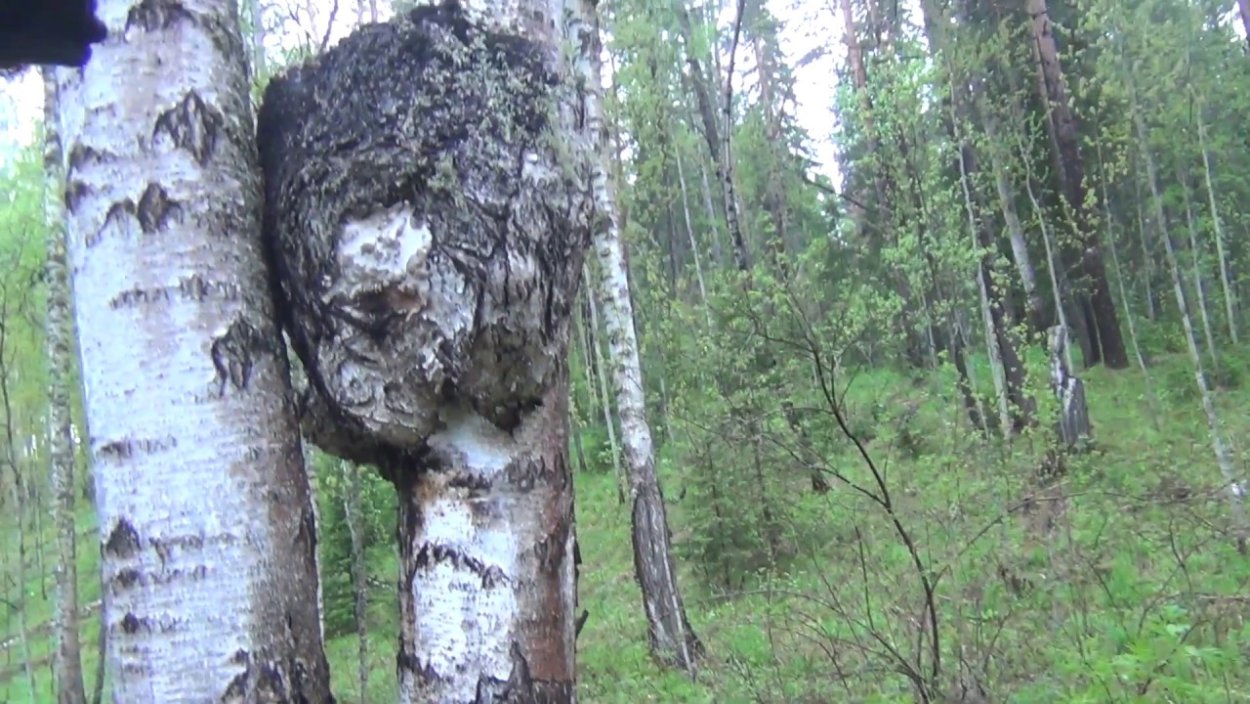 Сувель березовый в природе