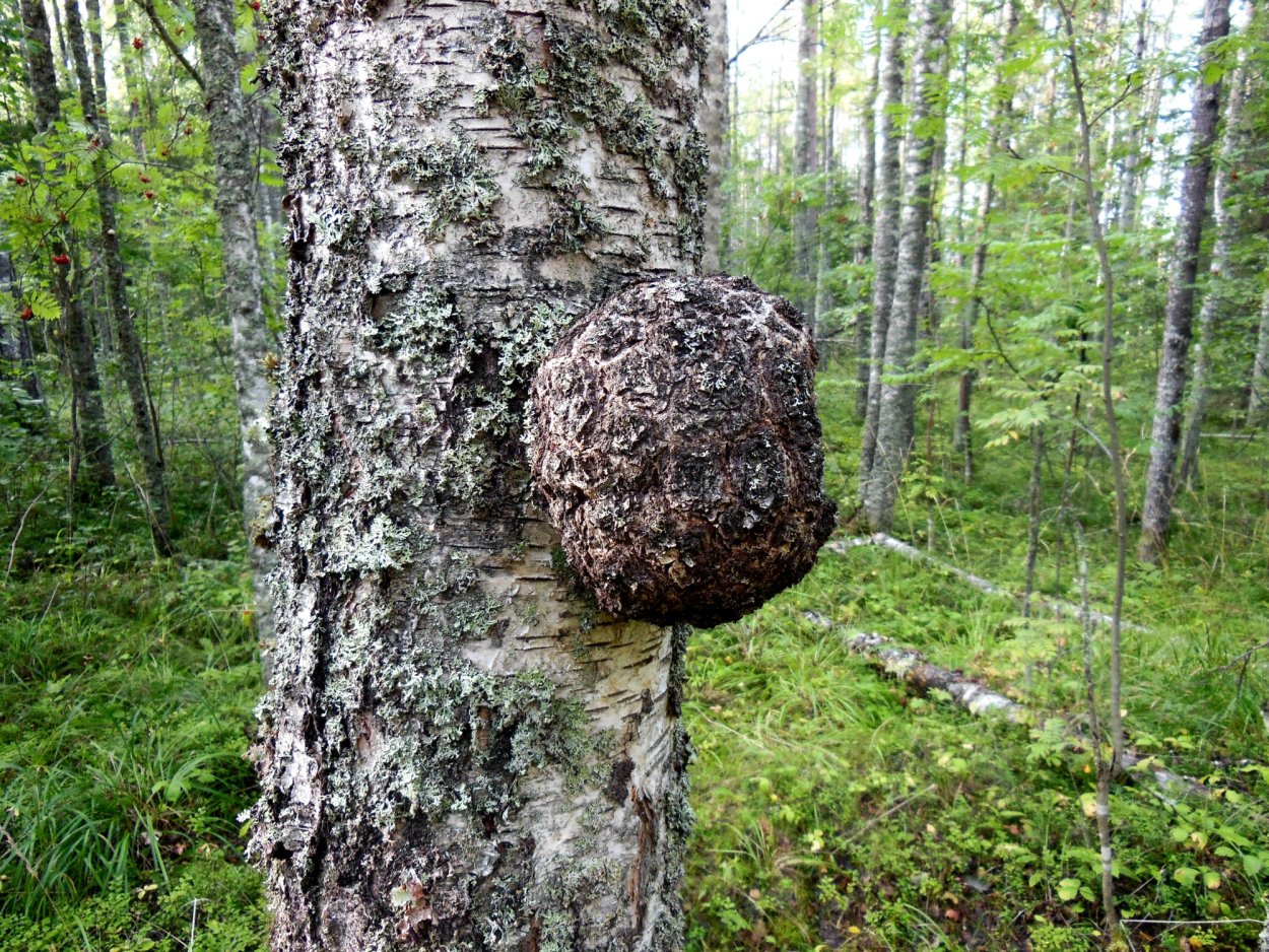Березовый нарост сувель