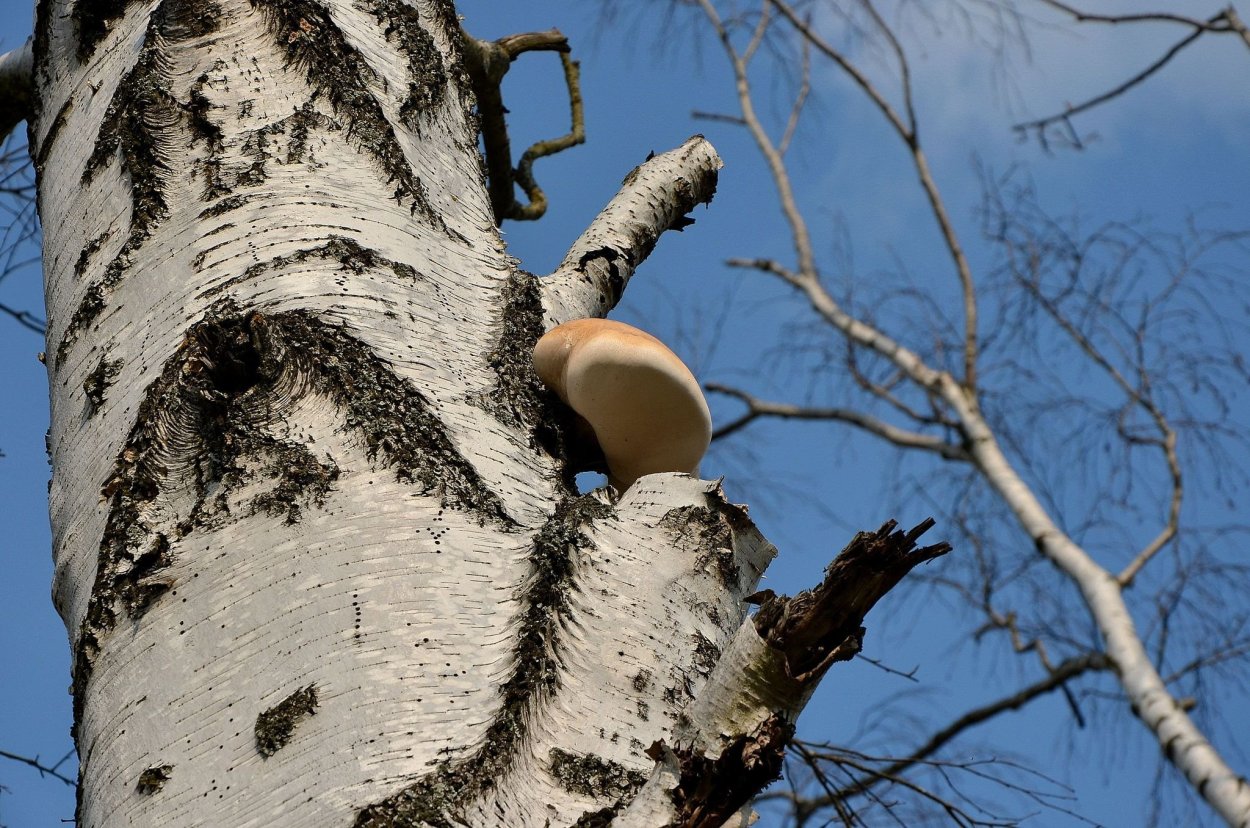 Гриб на Березе зимой