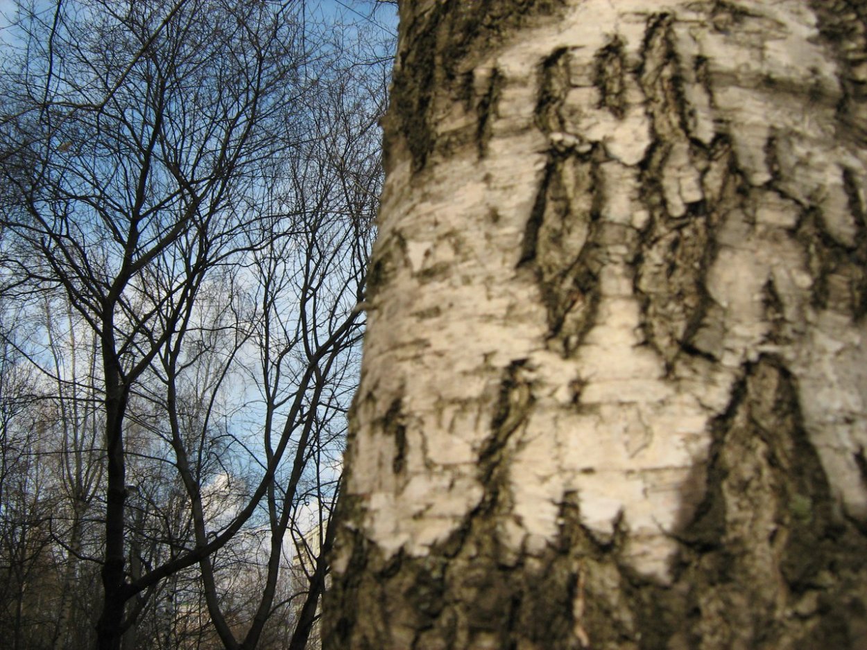 Хокку о Березе